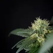 Pheno B Blueberry  Muffin by Zamnesia