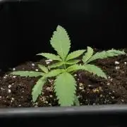 Pheno B Blueberry  Muffin by Zamnesia