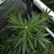 Black Diamont Auto By Zamnesia Pheno A