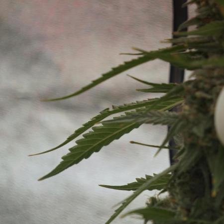 BlueBerry by Zamnesia Seeds