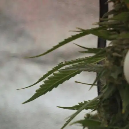 BlueBerry by Zamnesia Seeds