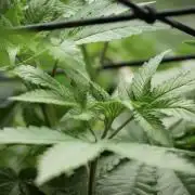 Blue Waffle F1 Zamnesia Pheno A