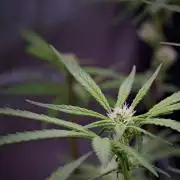 Pheno B Blue Waffle  F1 Zamnesia