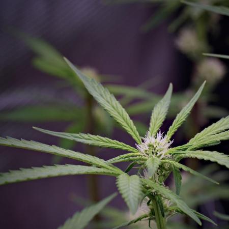 Pheno B Blue Waffle  F1 Zamnesia