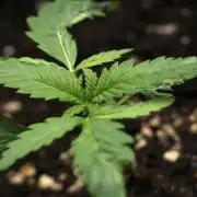 Pheno B Blueberry  Muffin by Zamnesia