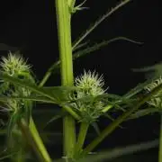 Pheno B Purple CousKush Auto By Zamnesia