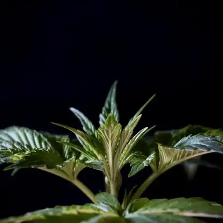 Lets do Gelonade by Zamnesia Seeds