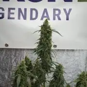 Black Diamond Auto By Zamnesia Pheno A