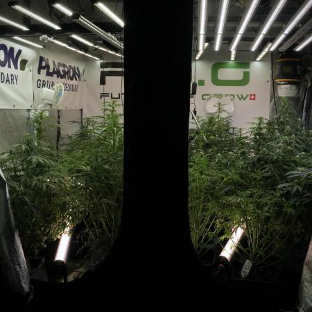 LSD Zamnesia Trippping