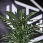 White Widow @Zamanesia-Playing classics