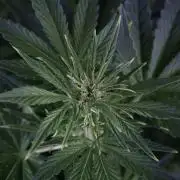 GMO Cookies Served with extra curiosity