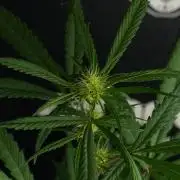 Chem Brulee By Zamnesia Pheno A