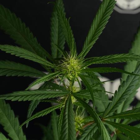 Chem Brulee By Zamnesia Pheno A