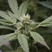 Pickle Lemon Haze F1 Zamnesia Pheno A