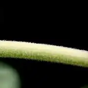 Animal Mints-Legends of the Frozen North