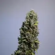 Dognabis 035 Permanent Marker (Zamnesia)