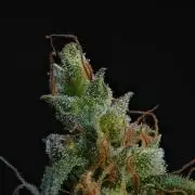 Pheno B Black Diamond Auto By Zamnesia
