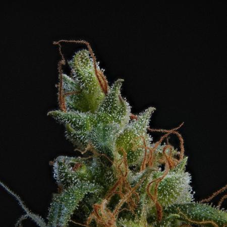 Pheno B Black Diamond Auto By Zamnesia