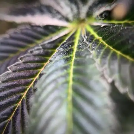 Runtz We Meet Again! Eternity Grow Cup 2025 lets Grow! TrolMaster Chronicles Chapter 2