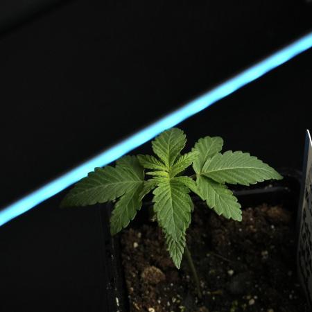 Pheno B Pickle Lemon Haze F1 Zamnesia