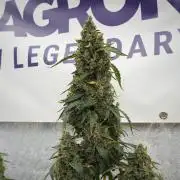 Black Diamond Auto By Zamnesia Pheno A