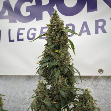 Black Diamond Auto By Zamnesia Pheno A