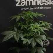 Passion Fruitz By Zamnesia