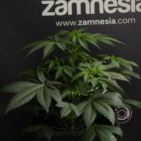 Passion Fruitz By Zamnesia
