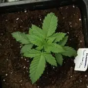 Pheno B Pink Rosay Auto By Zamnesia