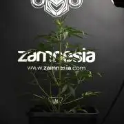 Candy Rain Auto By Zamnesia