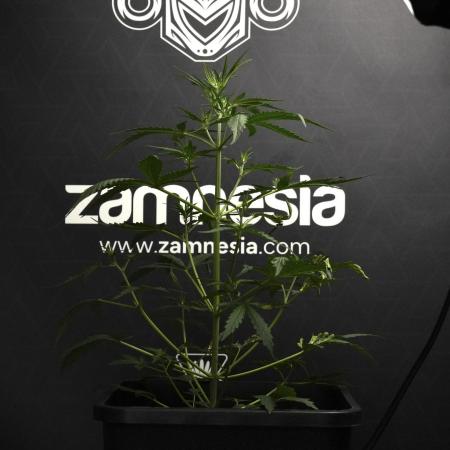 Candy Rain Auto By Zamnesia