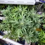 Frosted Guava Auto By Zamnesia Pheno A