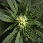 Pheno B Pink Rosay Auto By Zamnesia