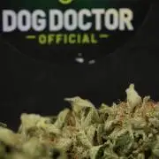 SOUR DIESEL-The Ascension of a Legend
