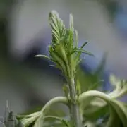 Skywalker OG Legends of the 12/12 Galaxy