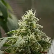 Pheno B Pickle Lemon Haze F1 Zamnesia