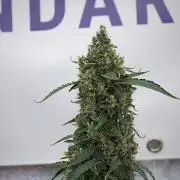 Black Diamond Auto By Zamnesia Pheno A