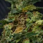 Pheno B Cash Express By Zamnesia