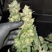 Pheno B Purple Haze By Zamnesia