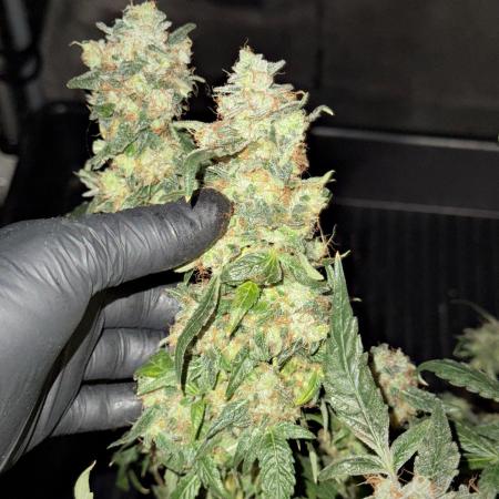 Pheno B Purple Haze By Zamnesia