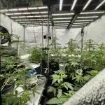 Lava Cake Lava Cake  (Zamnesia Seeds)