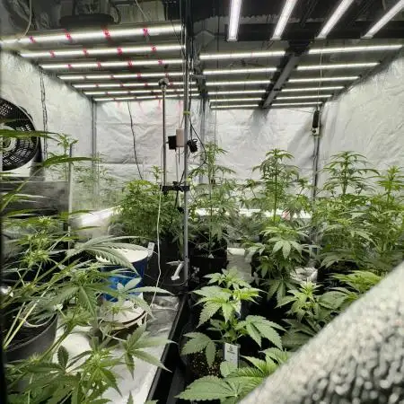 Lava Cake Lava Cake  (Zamnesia Seeds)