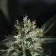 Pink Rosay Auto By Zamnesia Pheno A