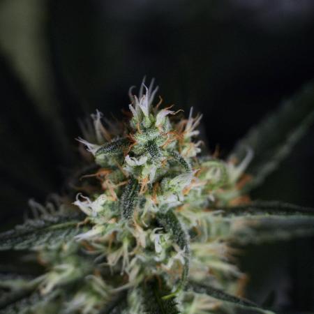 Pink Rosay Auto By Zamnesia Pheno A