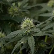 Pheno B Blueberry  Muffin by Zamnesia