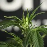 Amnesia Haze Auto by Zamnesia Pheno B
