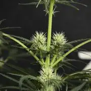 Pink Rosay Auto By Zamnesia Pheno A