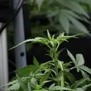 Pheno B Purple CousKush Auto By Zamnesia