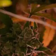 Pickle Lemon Haze F1 Zamnesia Pheno A