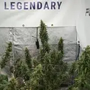 Pheno B Black Diamond Auto By Zamnesia